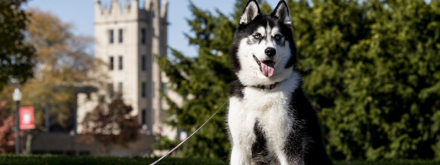 NIU Mascot Mission outside of NIU's Altgeld Hall